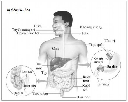 Bộ máy tiêu hóa.