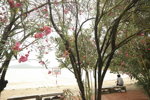 Bãi biển Cheoc Van, nơi tập thể dục buổi sáng yêu thích của người dân Ma Cao. Bãi biển Cheoc Van, nơi tập thể dục buổi sáng yêu thích của người dân Ma Cao.