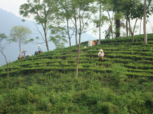 Một đồi chè ở Tân Cương.