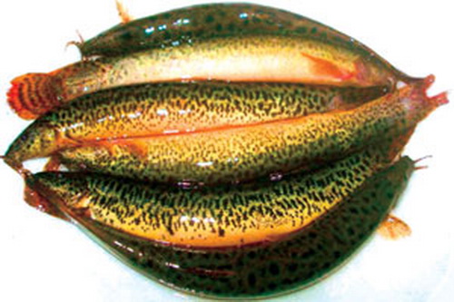 Cá chạch.