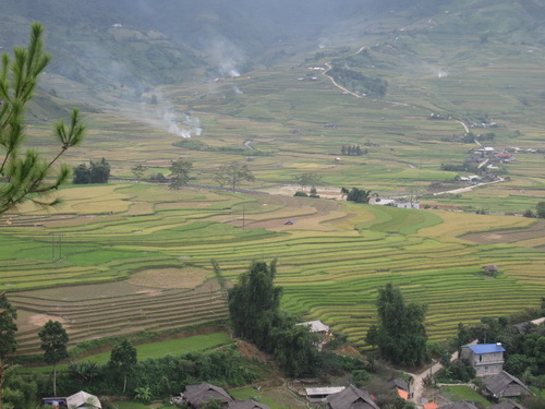 Một góc cánh đồng Mường Lùng vào vụ gặt.