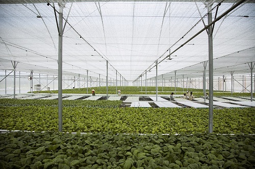 Nông trường VinEco áp dụng công nghệ tiên tiến, hiện đại của Nhật Bản, Israel.
