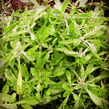 Rau khúc trị ho hen, cảm lạnh