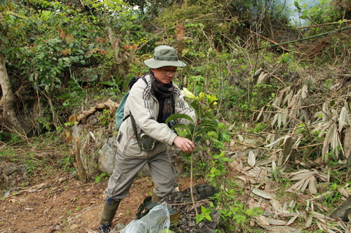 Ông phát hiện một cây thuốc thuộc họ Mã tiền (đợt điều tra ở Hòa Bình, 3/2011).
