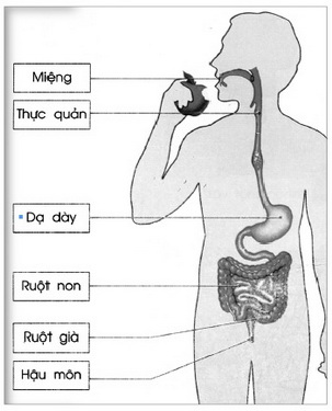 Có rất nhiều nguyên nhân gây chứng trướng bụng, đầy hơi. Phòng ngừa đầy hơi, trướng bụng