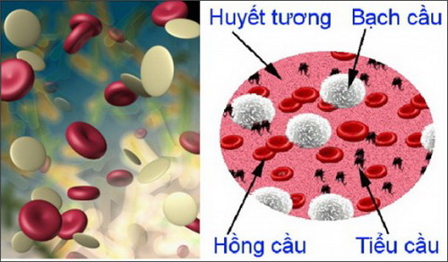 Thiếu máu 3 dòng là gì?