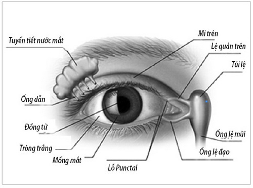 Cấu tạo tuyến tiết nước mắt, ống lệ đạo trong mắt.