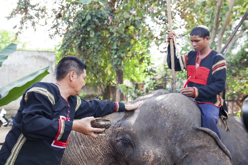 Không chỉ kiệt sức về làm du lịch, không gian yêu đương cũng ngày càng bị thu hẹp; đội ngũ chuyên môn về bệnh của voi... đang là vấn đề bức thiết cho những chú voi nơi đây.