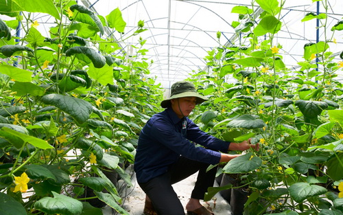 Nguyễn Đông Hải trong trang trại công nghệ cao.