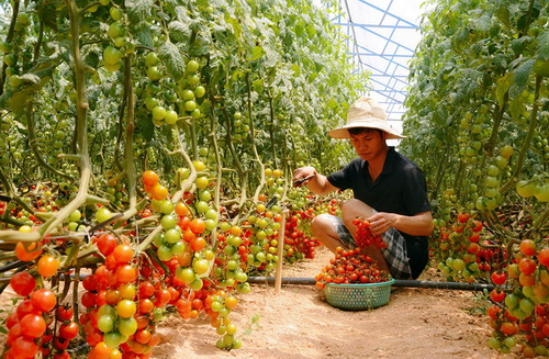 Nhiều bạn trẻ có ước mơ về nông nghiệp sạch.