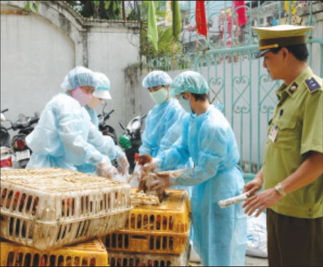 Triển khai các biện pháp nhằm chủ động phòng chống dịch bệnh trên đàn gia súc, gia cầm.