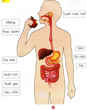 Hệ thống tiêu hóa.