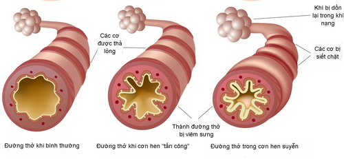 Tắc kè bổ phế khí, bình suyễn, chỉ khái, là vị thuốc tốt cho người ho, hen suyễn.