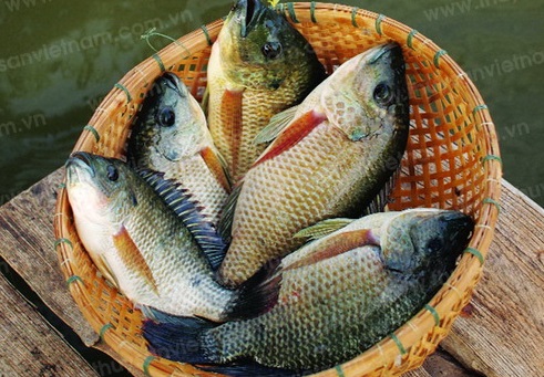Cá rô phi bổ huyết, dưỡng xương khớp