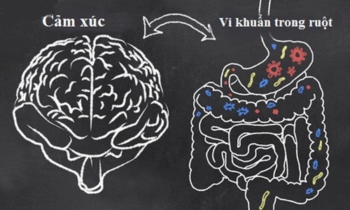 Mối liên quan giữa cảm xúc và vi khuẩn trong ruột.