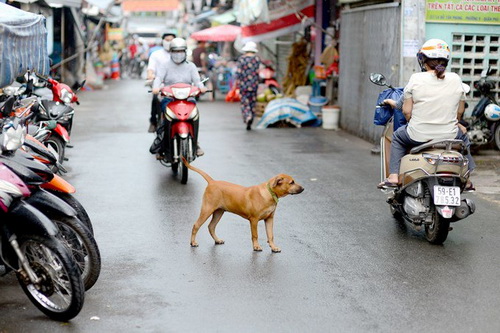 Tình trạng vật nuôi thả rông không có rọ mõm, không xích vẫn tràn lan.