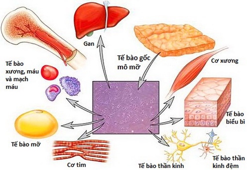 Tế bào gốc phát triển thành nhiều tế bào khác nhau.