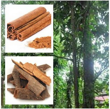 Nhục quế (hay quan quế) có tác dụng ôn thận tráng dương, thông kinh mạch.