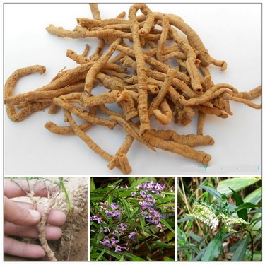 Viễn chí (là lá khô của cây viễn chí lá nhỏ giúp trị chứng tâm thần không yên.