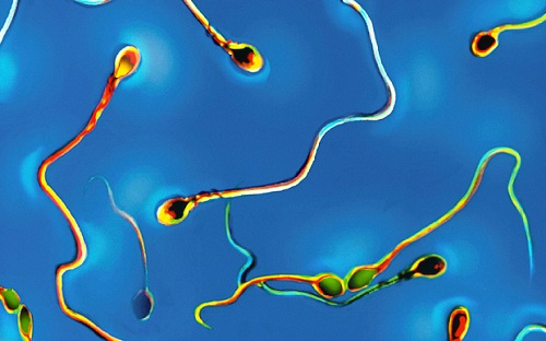 Tinh trùng nhân tạo.