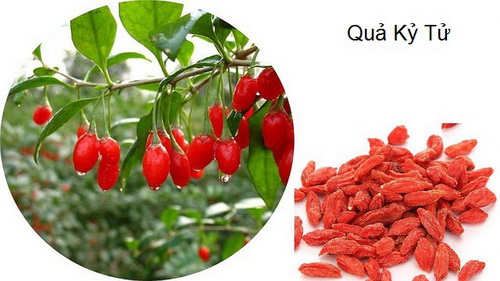 Câu kỷ - một vị thuốc chữa di, mộng tinh.
