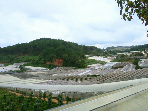 Làng hoa Vạn Thành - Đà Lạt.