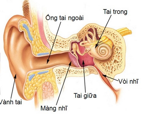 Hình giải phẫu tai.