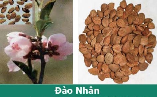 Đào nhân (nhân hạt quả đào) là vị thuốc trị viêm tắc mạch do cục máu đông.