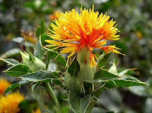 Hồng hoa (Carthamus  tinctorius  L.), họ cúc (Asteraceae), không phải là cây hoa hồng dùng làm cảnh hoặc trang trí.