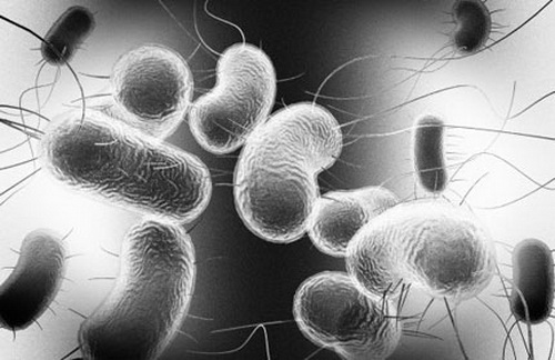Hình ảnh vi khuẩn Salmonella và E.  Coli gây ngộ độc thức ăn.