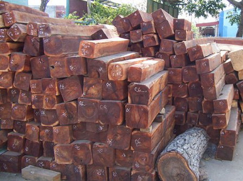 Gỗ khai thác trái phép bị kiểm lâm thu giữ được tại Hạt Kiểm lâm Kon Chro.