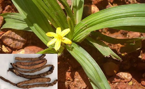 Tiên mao còn gọi sâm cau, vị thuốc là thân rễ khô của cây sâm cau.