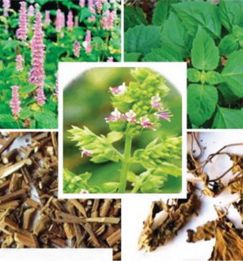 Hoắc hương là vị thuốc trong bài “Hoắc hương chính khí tán” trị chứng vị khí thượng nghịch do ngoại tà.