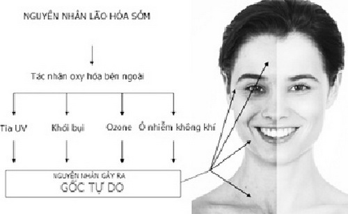 Lão hóa da và loãng xương diễn ra như một quá trình già tự nhiên.