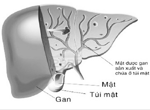 Gan tạo ra mật để giúp tăng cường hấp thụ và tiêu hóa.