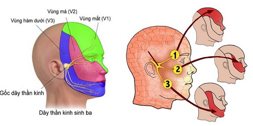 Hình ảnh giải phẫu dây thần kinh tam thoa.