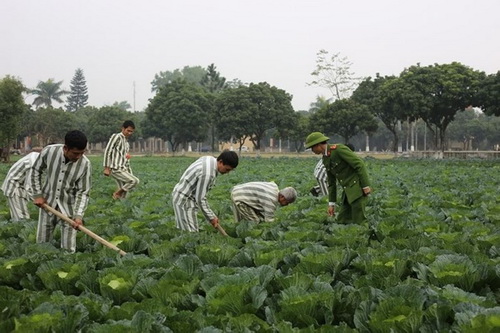 Các phạm nhân lao động cải tạo tại Trại giam Suối Hai (HN).