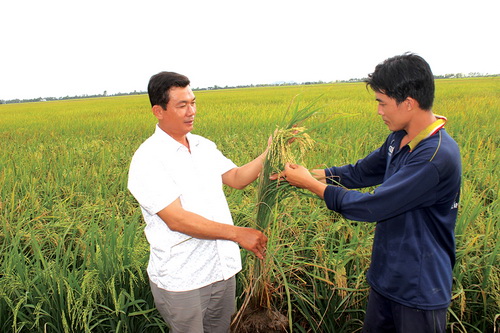 “Tỷ phú nông dân” Phan Văn Thụ (huyện Tri Tôn, tỉnh An Giang) đang chia sẻ với người dân kinh nghiệm về việc trồng và sản xuất giống lúa. (Ảnh minh họa)