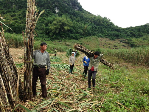 Nghề chặt mía thuê gắn với bao nỗi nhọc nhằn.