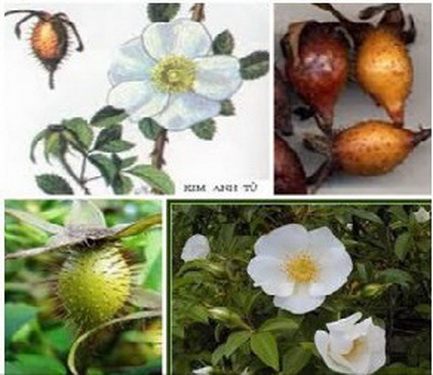Kim anh tử (quả của cây kim anh) chữa di hoạt tinh, tiểu tiện nhiều, bạch đới...