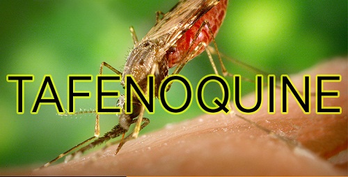 Tafenoquine có tác dụng điều trị sốt rét kéo dài chỉ với 1 liều duy nhất.