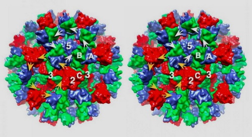Hình ảnh norovirus. Hình ảnh norovirus.