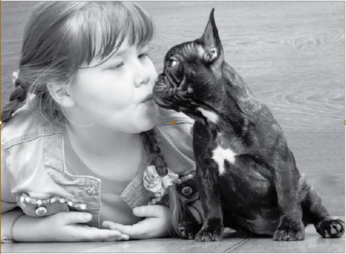 Chó, mèo là thủ phạm truyền nhiều bệnh cho người.