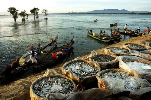 Vẻ đẹp mùa nước nổi.