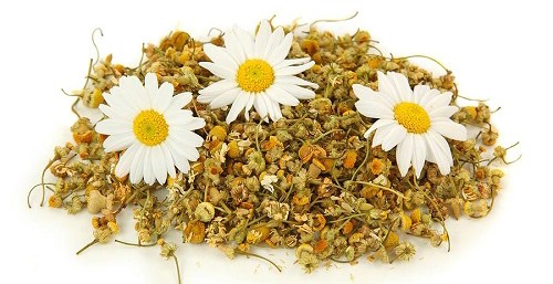 Tang diệp (lá dâu khô) và cúc hoa (hoa cúc khô) là 2 vị thuốc trong phương “Tang cúc” trị cảm mạo phong nhiệt.