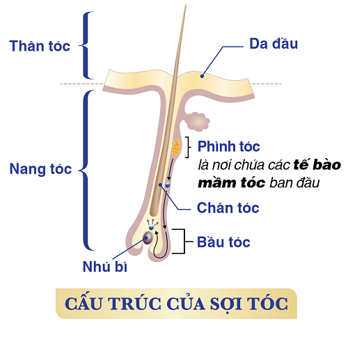 Tế bào mầm tóc là “hạt giống” hình thành sợi tóc