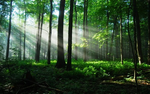 Dấu chân 'thép' của những chiến sĩ bảo vệ rừng Pù Mát giữa đại ngàn- Ảnh 14.