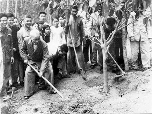 Bác Hồ trồng cây đa tại chân núi Ba Vì.