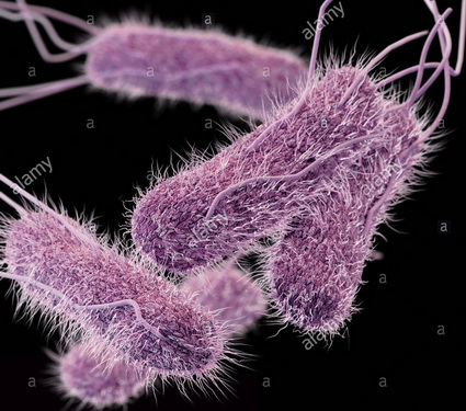 Khuẩn kháng thuốc Salmonella typhi.