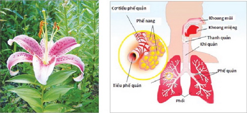 Bách hợp tác dụng nhuận phế chỉ khái, thanh tâm an thần.